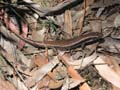 Yellow-bellied Water Skink